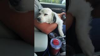 When the fur baby gets tired on the way home