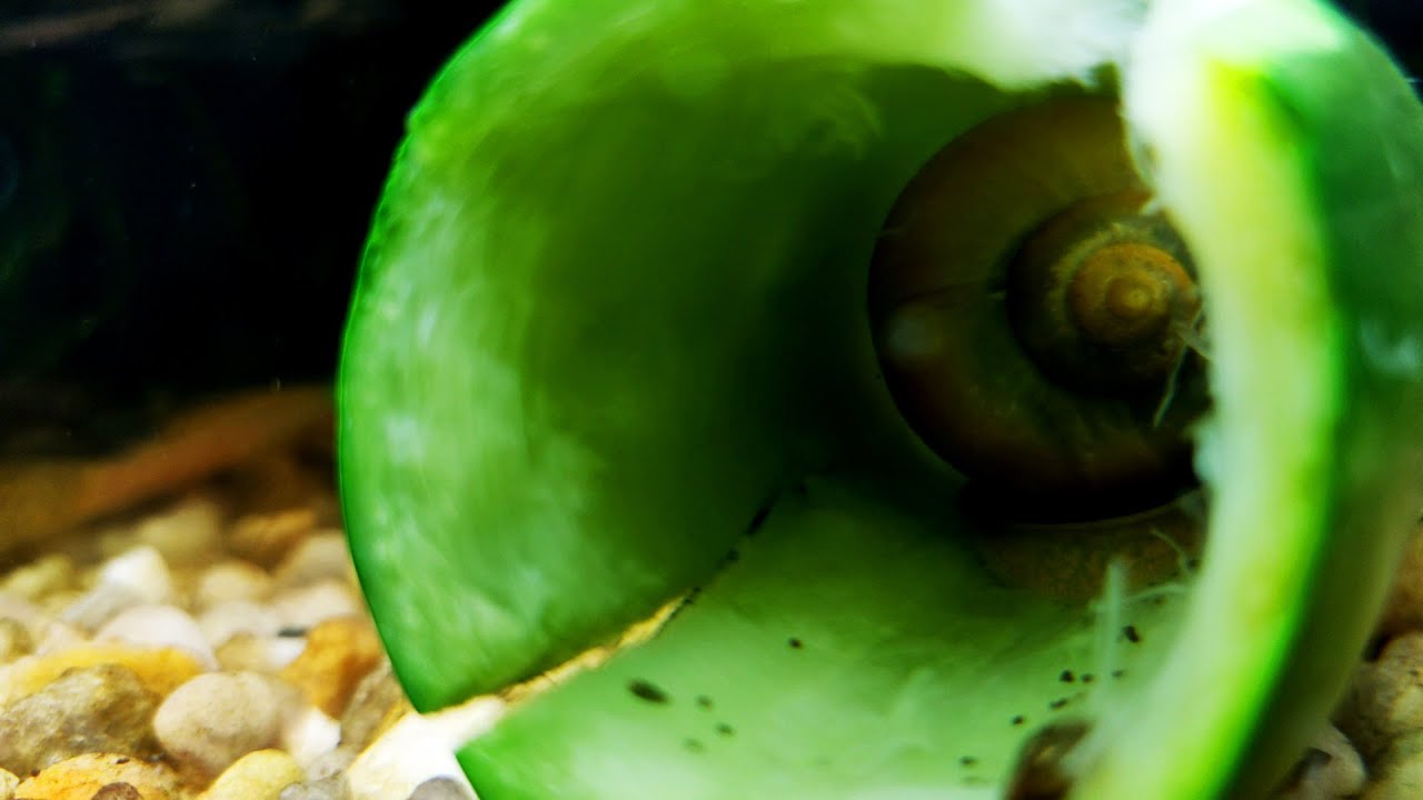 Amano Shrimp, Trapdoor Snail, Mystery Snail Eating Zucchini 29 Gallon