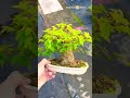 Small Maple bonsai materials #bonsai #bonsaitree #bonsaiart