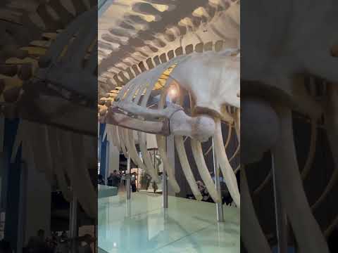 Video: Kostry dinosaurů. Muzea s kostrami dinosaurů