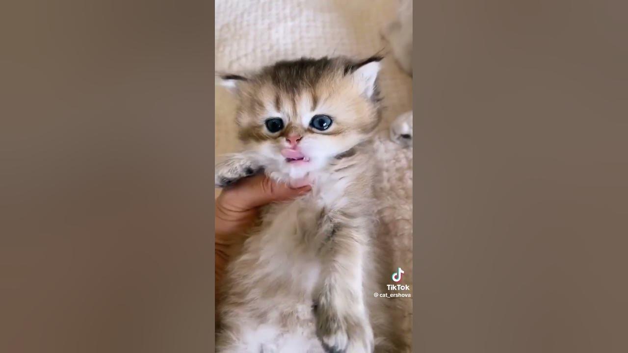 милые котик🐈 ️ - YouTube
