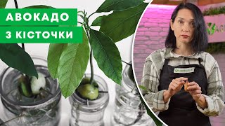 ПРОРОЩУЄМО КІСТОЧКУ АВОКАДО | Як виростити авокадо в домашніх умовах? | Agro-Market.ua