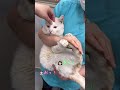 抱っこ大好きすぎて、手にしがみついて離さない猫【病院猫のほっぺ太郎】#shorts