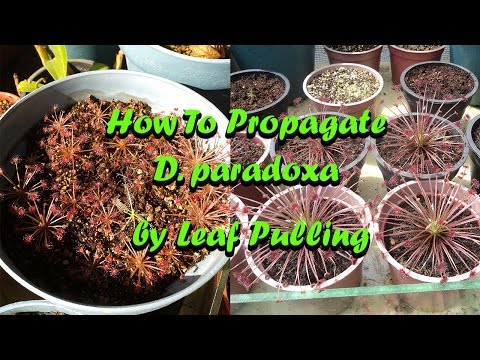 How To Propagate D. paradoxa by Leaf Pulling