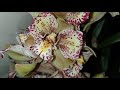 Новенькие!!! Cymbidium