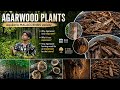 Agarwood Farming &amp; Nursery Plants | Aquilaria Malaccensis |Cost,Growth,Resin &amp; 10–12 Year Investment