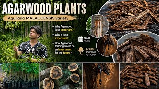 Agarwood Farming &amp; Nursery Plants | Aquilaria Malaccensis |Cost,Growth,Resin &amp; 10–12 Year Investment
