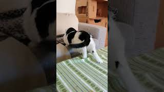 Kitty Bom Boom