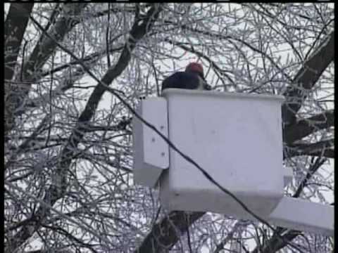 Iowans Start To Fear 'Tree Snap' Sound