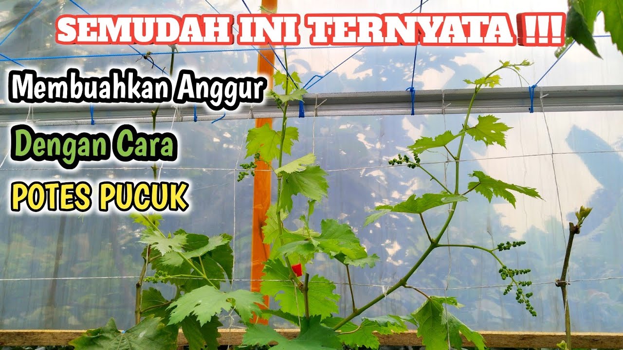 Andai Tau Dari Dulu❓Mudahnya Membuahkan Anggur Dengan Cara Potes Pucuk‼️