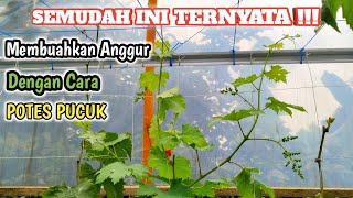 If I Had Known Before❓How Easy It Is to Produce Grapes by Cutting the Tops‼️