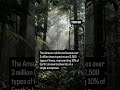 Amazon rainforest is the true love of mother earth 🌎 #jungle #animals #birds #amazon #facts