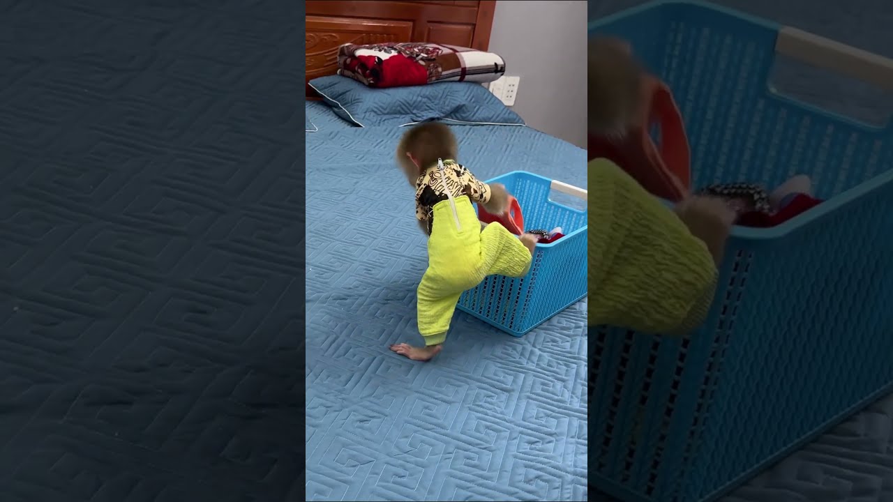 Baby Monkey Puts Things In The New Closet Kyo Funny