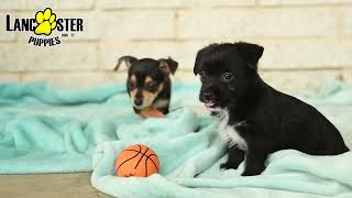 Lively Chihuahua Mix Puppies