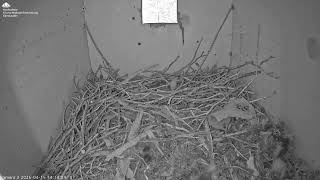 Dohlen1 Stadtcampus HNE Eberswalde