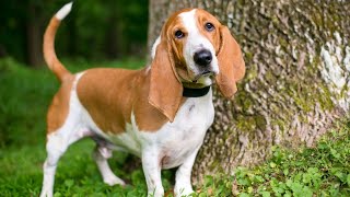 Basset Hound Lifespan: What to Expect