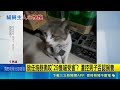 高雄男遭爆放任惡犬深夜圍獵！29隻貓慘遭撕咬亡 飼主氣炸控訴動保處調查｜三立新聞LIVE