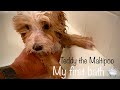 Puppy’s First Bath | Teddy the teacup Maltipoo