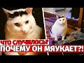 Почему этот КОТ МЯУКАЕТ и КИВАЕТ головой?! Кот Бендер, покоривший интернет!