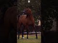 حصاني كان دلال المنايا 🖤 #خيل #حصان #شعر #viral #fyp #اكسبلور #shorts #حالات_واتس #ستوريات #ريلز