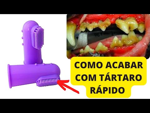 Vídeo: O que causa mau hálito em cães e como você pode consertar isso?