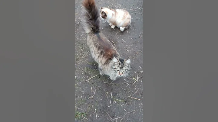 Watch the video about Feral Munchkin Kitty.