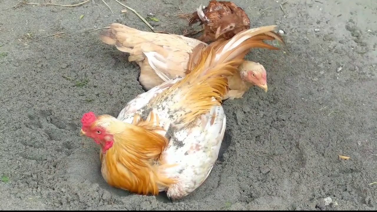 A Rare  blood line of Asil.