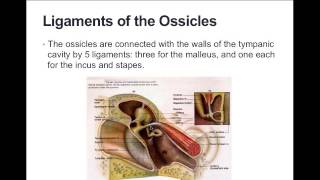 CDIS 4027 Middle Ear Pt 2