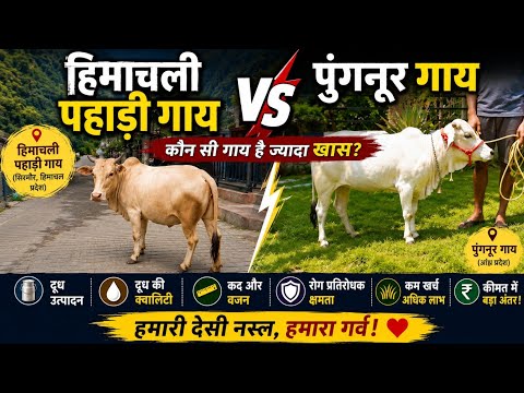 Punganur Cow costs lakhs, why is the Himachali Pahadi cow so cheap? 😱 | Pahadi Cow vs Punganur