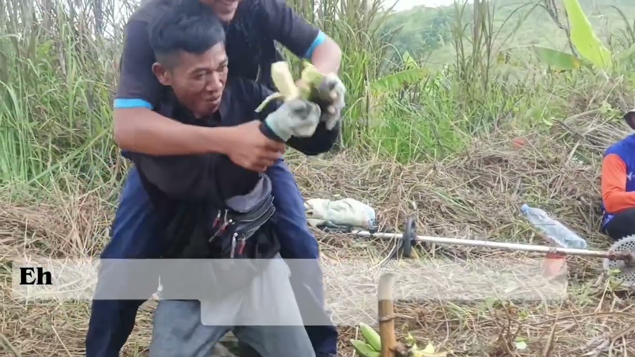 RUMPUT YANG BGUS BUAT SAPI SOBAT NGARIT
