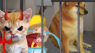 BANANA CAT BABY 🐱 HAPPY AND 😿 CRY VIDEOS 8 #catmemes #cat #bananacat #happycat #fyp