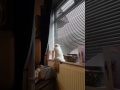 Crazy Cat tries to climb blinds.