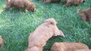 Mini Goldendoodle Puppies For Sale In Pa.