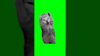 Green Screen Dramatic Kitten Meme | Screaming Cat Meme