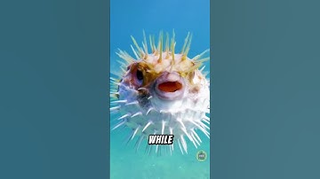 Never touch a puffer fish.#shorts  #wildlife #facts