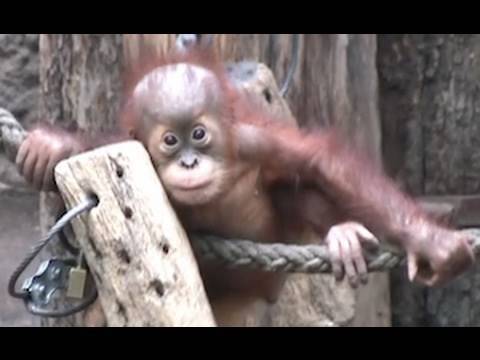 Cute Orang Utan Babys - Affen im Zoo Leipzig