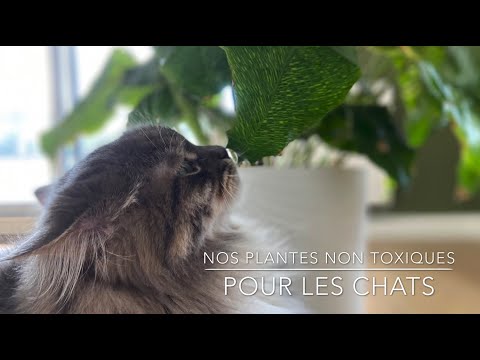 Vidéo: Intoxication à L'huile De Menthe Pouliot Chez Les Chats - Plantes Vénéneuses Pour Chats