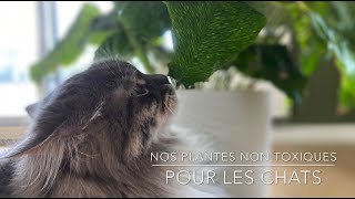 Plantes Non Toxiques Pour Les Chats Loki Et Mojo Youtube