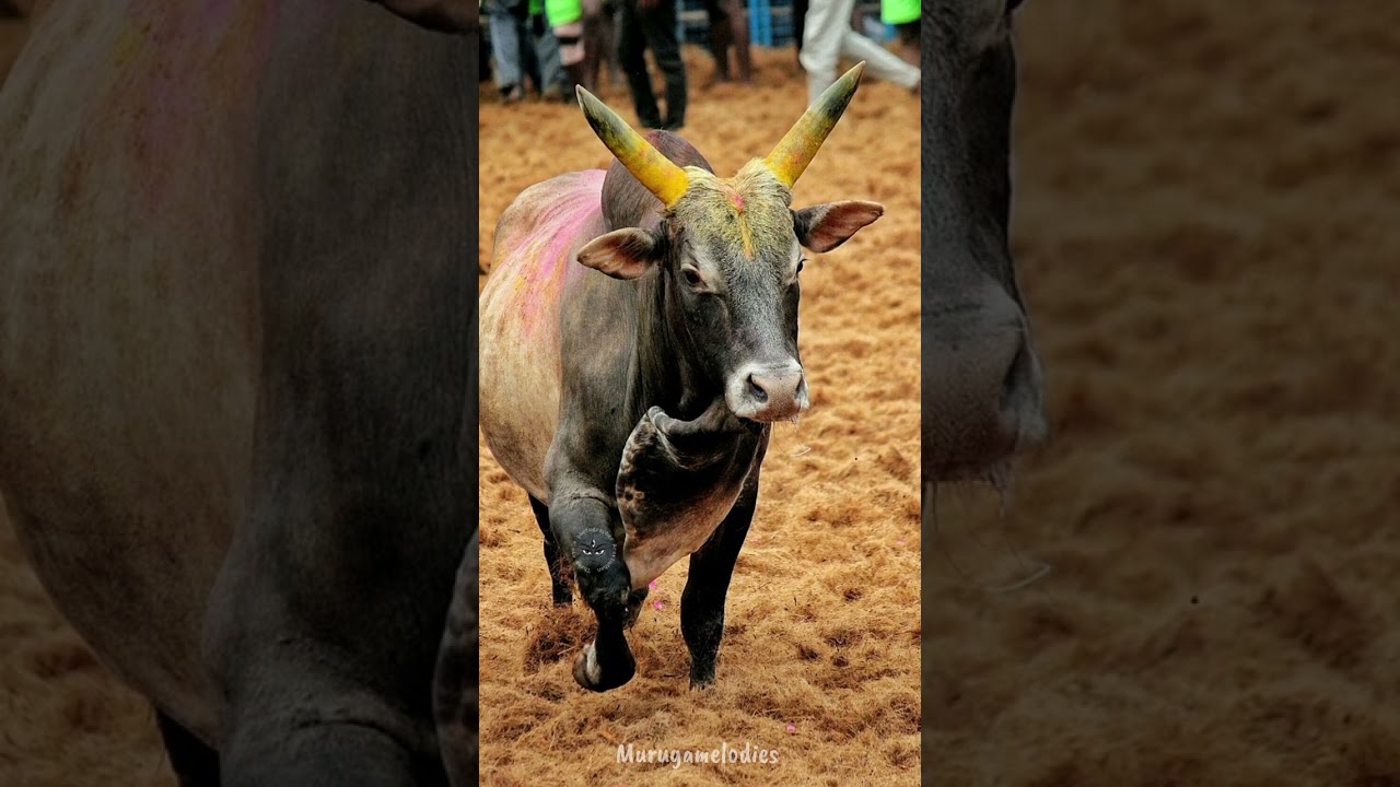 “கலக்குது காள களத்துல | ஆதித்தமிழனின் பண்பாடு 