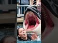 Was Orca trainer Jessica Radcliffe really killed by a killer whale? The truth about the viral story