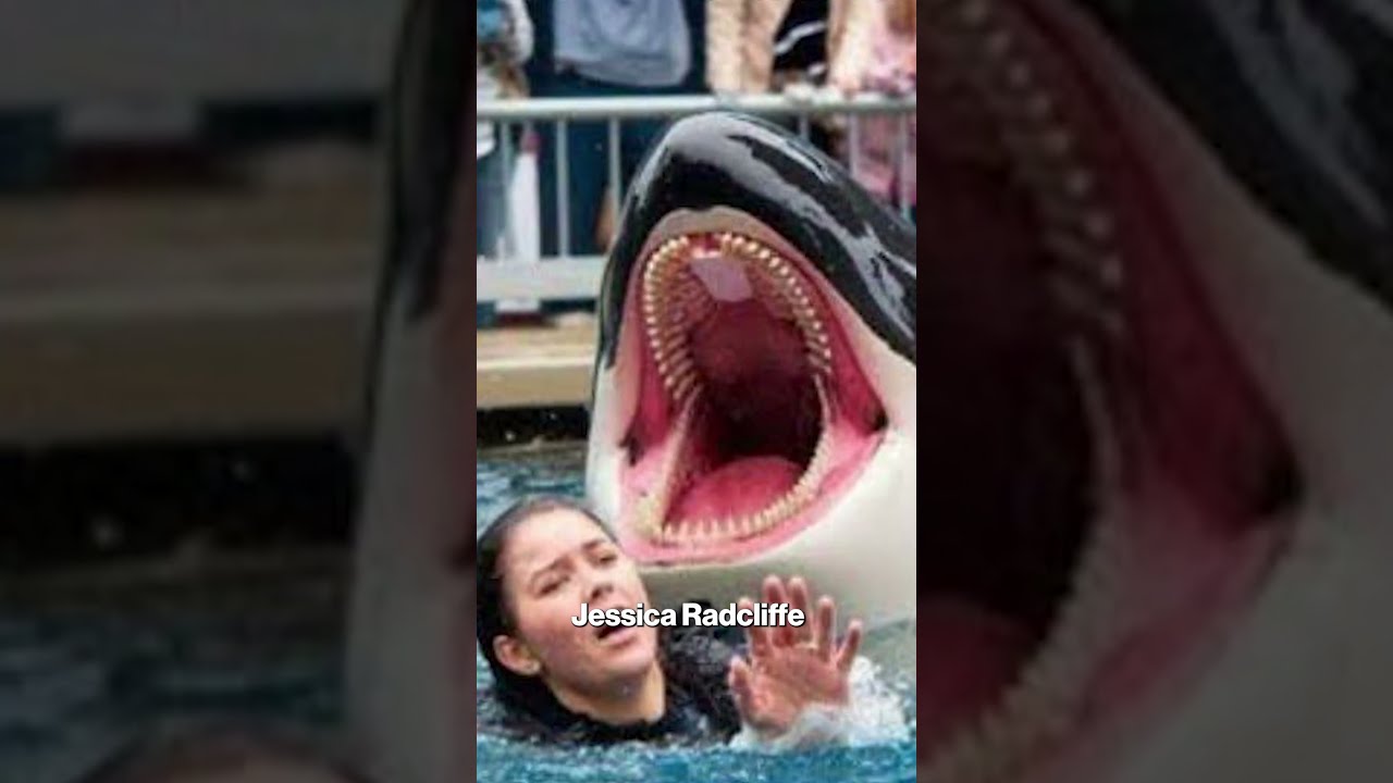 Was Orca Trainer Jessica Radcliffe Really Killed By A Killer Whale The Truth About Viral Story
