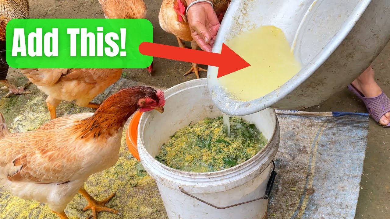 This One Trick Made My Fermented Chicken Feed Faster!