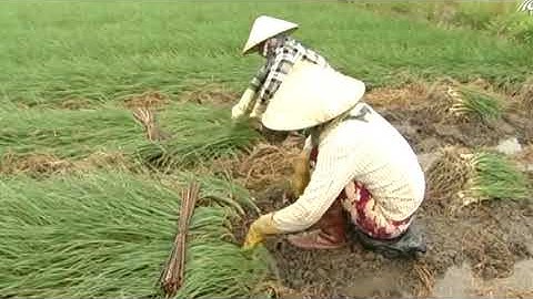 CÂY KIỆU, HƯỚNG LÀM GIÀU Ở BIÊN GIỚI CAO BẰNG