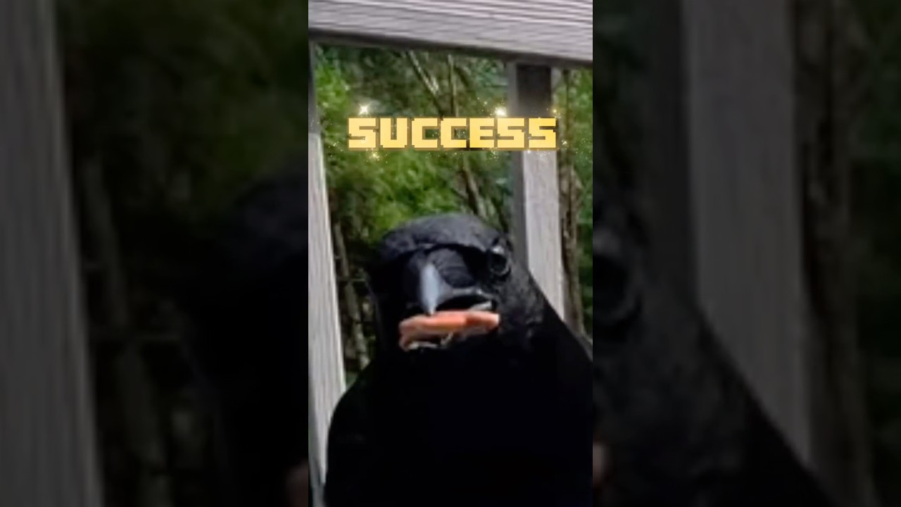 как подружиться с воронами - день 55: контейнерный челлендж