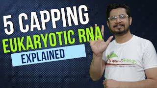 5 prime capping of mrna | eukaryotic mRNA capping | eukaryotic rna processing
