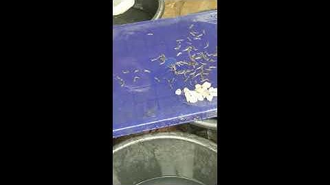 Ijebu Fingerlings #Shorts