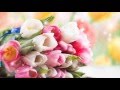 Video Background HD 1080. Футаж Тюльпаны