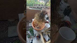 Repotting my Dracaena Marginata Cane. The roots looked great! #plants #repot