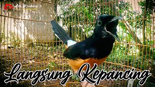 SEKALI DENGER MURAI BATU LANGSUNG IKUT EDAN DENGAR PANCINGAN YANG SATU INI | SHAMA BIRD