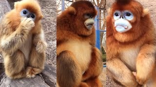 The Fascinating World of Golden Snub-Nosed Monkeys